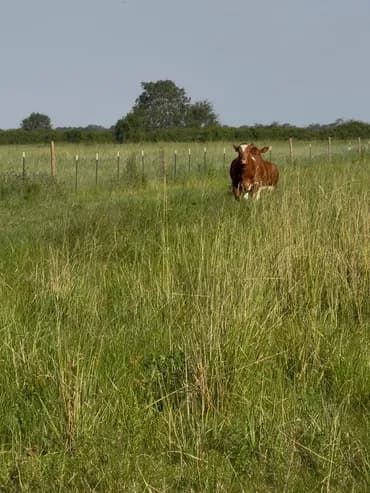 A Beefmaster cow in tall pasture grass